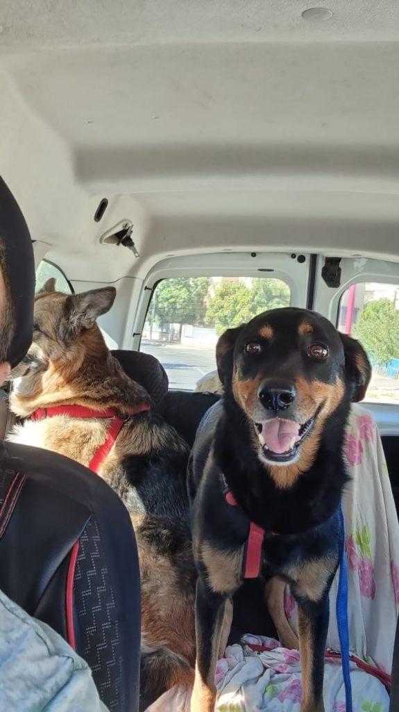 באלו - Balu מלון בוטיק לכלבים