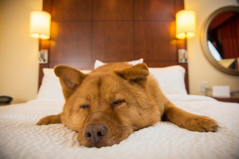 בית מלון בוטיק לכלבים הבחירה המדויקת לכלב האהוב שלכם