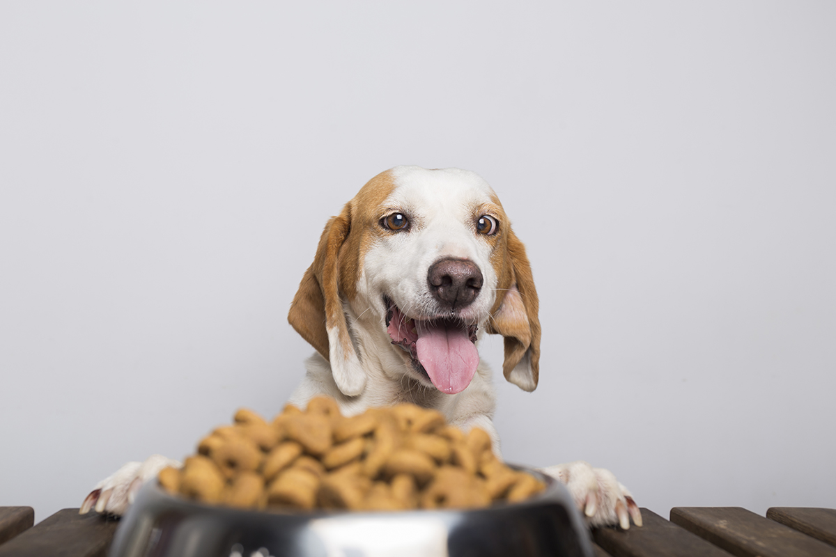 A hungry white and brown dog with big ears and brown eyes ready to eat a bowl full of food